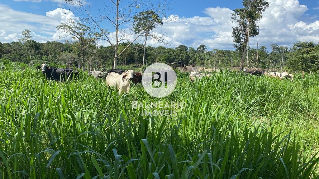 residential-/-land-lot-zona-rural-rio-preto-da-eva-am