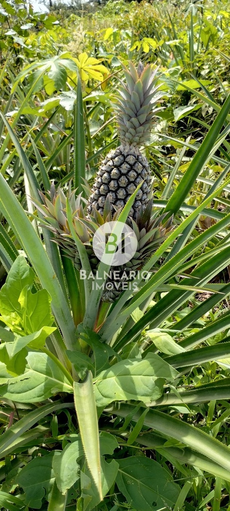 commercial-/-agricultural-zona-rural-careiro-am