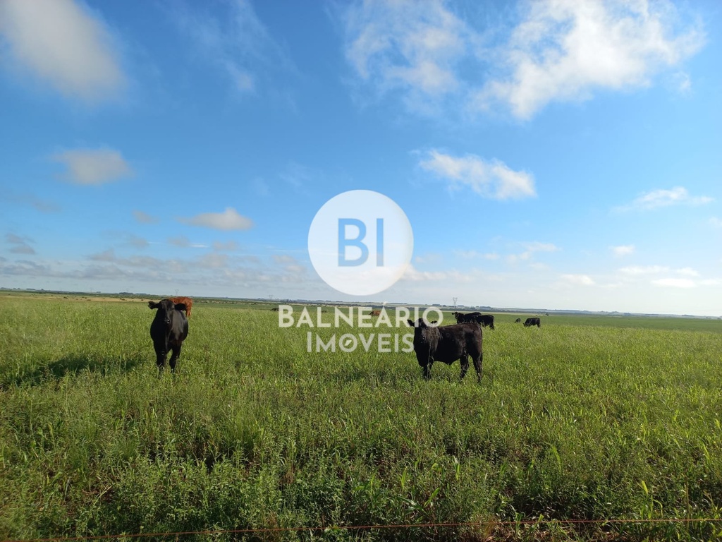 commercial-/-agricultural-area-rural-de-alegrete-alegrete-rs